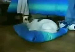الهذيان ثقب سكس اجنبي مترجمة للعربية المجد 5